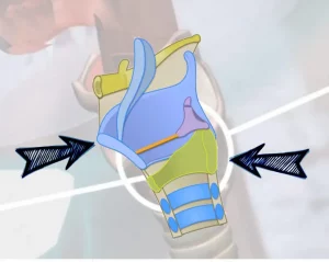 image du larynx et de ses cartilages qui basculent