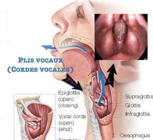 Image anatomique de la gorge, des cordes vocales et du trajet du son dans la voix parlée