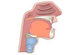 formation chant - action du voile du palais